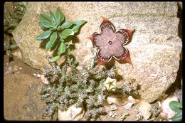 Image of <i>Edithcolea grandis</i>