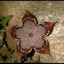 Слика од <i>Edithcolea grandis</i>