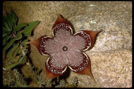 Image of <i>Edithcolea grandis</i>