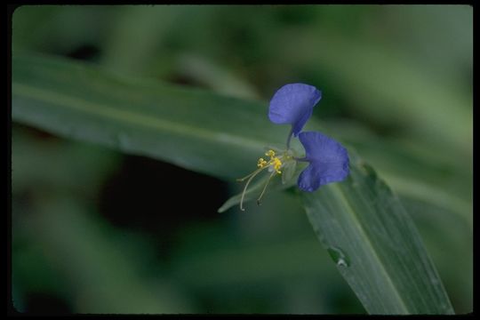 Image of dayflower