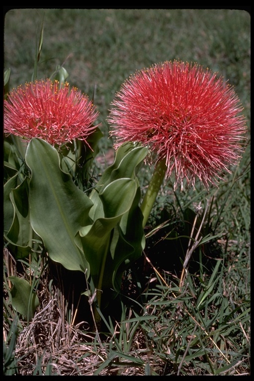 Image of Katherine Blood-lily