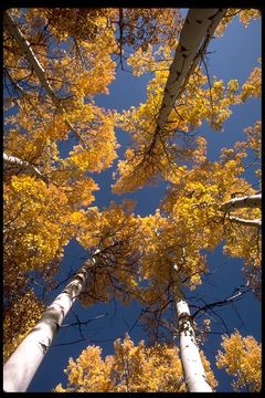 Image of quaking aspen