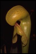 Image of California pitcherplant