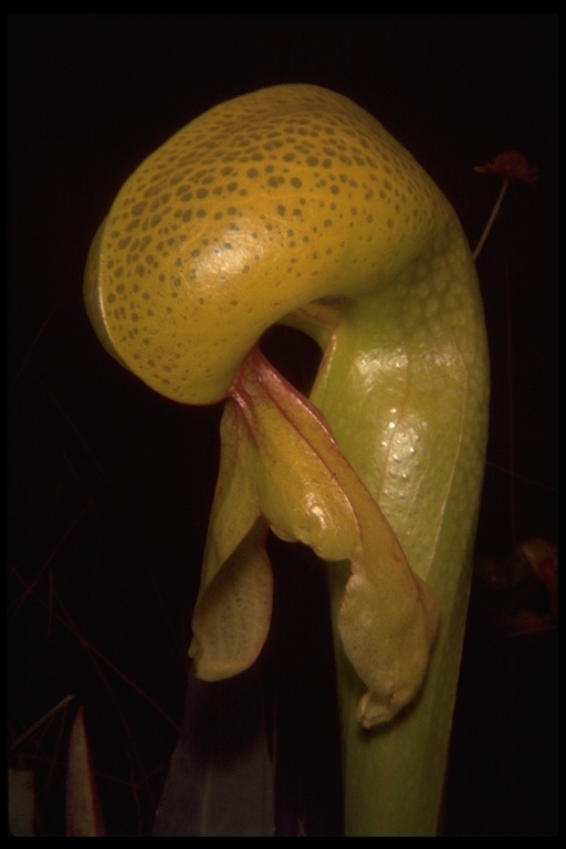 Image of California pitcherplant