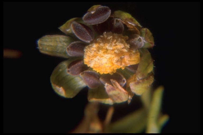 Image of Baker's stickyseed
