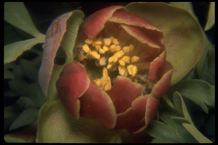 Image of California peony