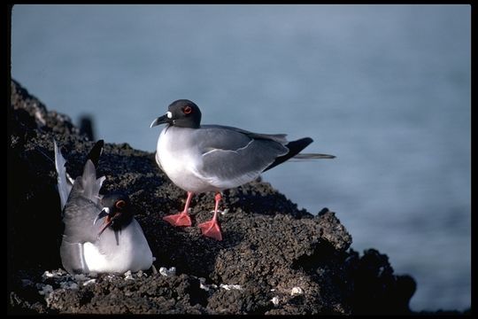 Image of Swallow-tailed Gull