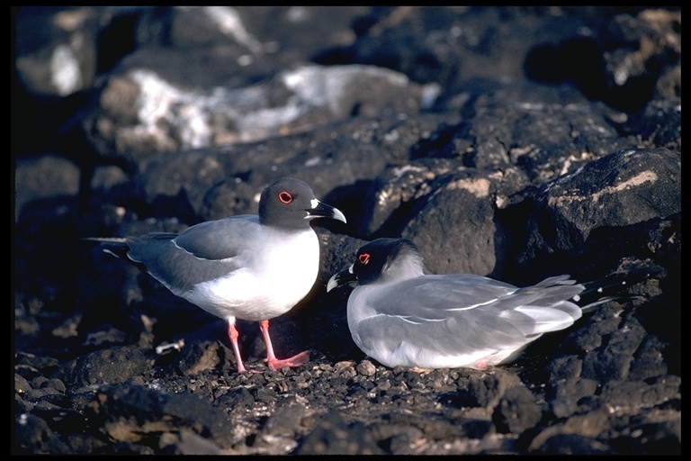 Image of Swallow-tailed Gull