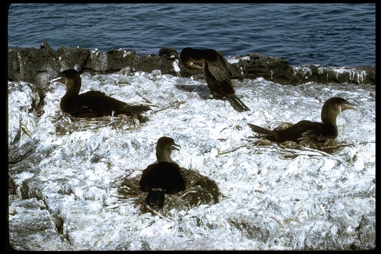 Image of Flightless Cormorant