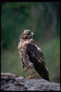 Image of Galapagos Hawk