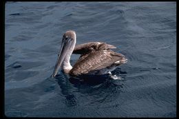 Image of Brown Pelican