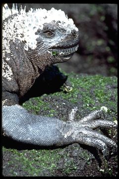 Image of Fernandina Marine Iguana