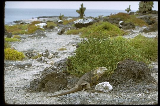 Image of Galapagos Land Iguana