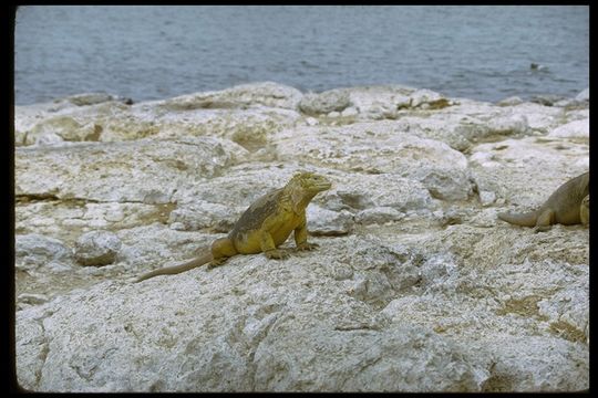 Image of Galapagos Land Iguana