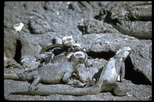 Image of Fernandina Marine Iguana