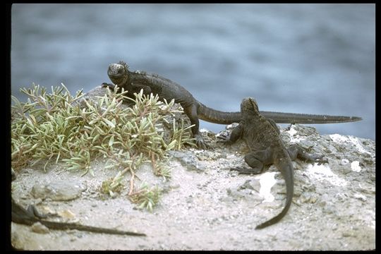 Image of Fernandina Marine Iguana