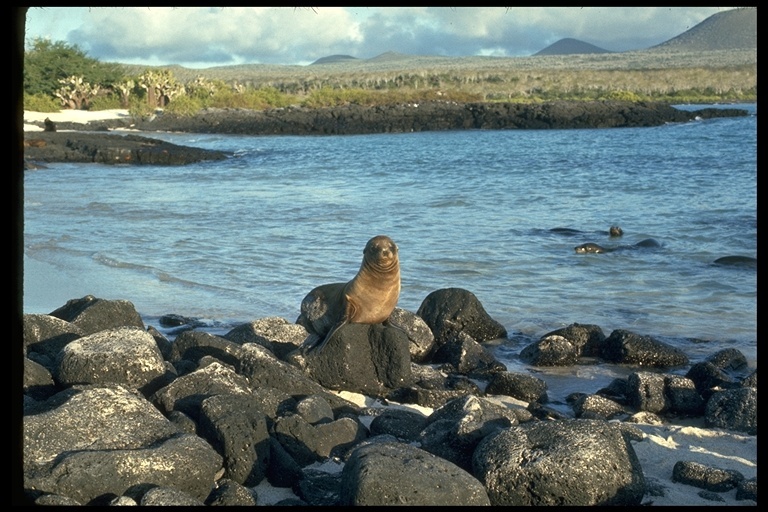 Image of Galapagos Sea Lion