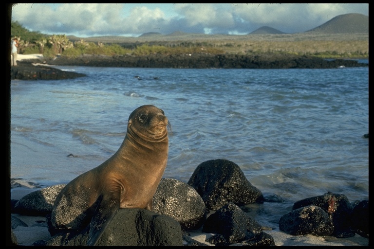 Image of Galapagos Sea Lion