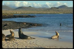 Image of Galapagos Sea Lion