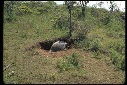 Image of Galapagos giant tortoise