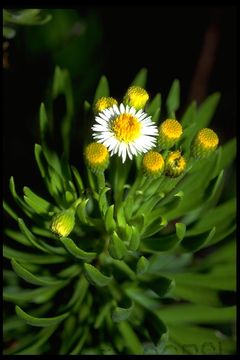 Imagem de <i>Darwiniothamnus tenuifolius</i>