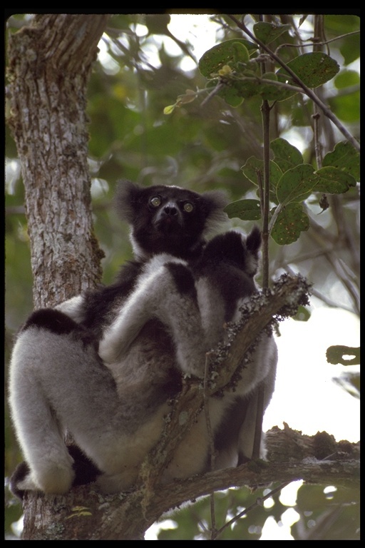 Image de Indri À Queue Courte