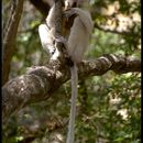 Image of indris, sifakas and woolly lemurs