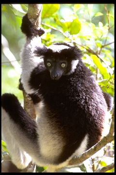 Imagem de Indri indri (Gmelin 1788)