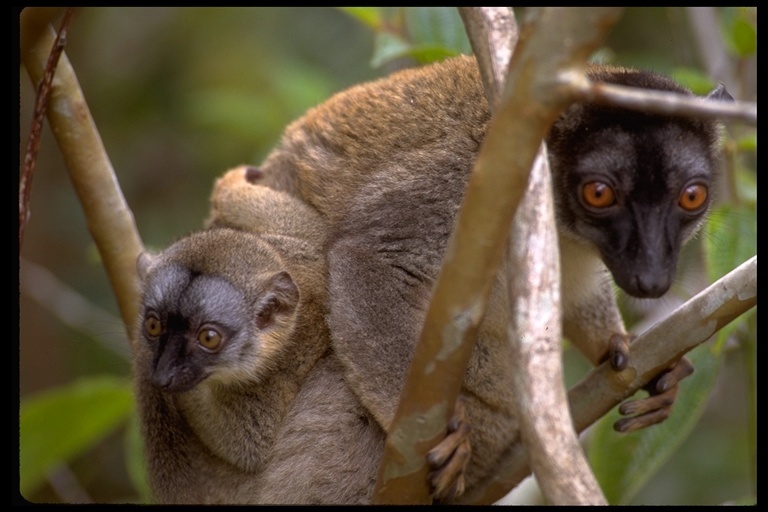 Image of brown lemur