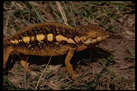 Image of Panther Chameleon