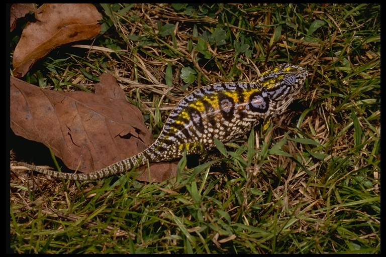 Image of Carpet Chameleon