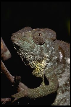 Image of Malagasy Giant Chameleon