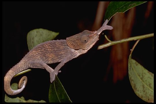 Image of Short-horned Chameleon