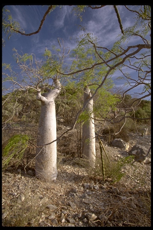 Image de Moringa drouhardii Jumelle