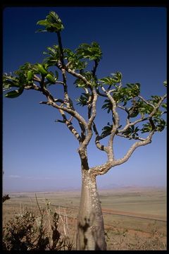 Image of Pachypodium lamerei Drake