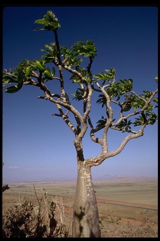 Image de Pachypodium lamerei Drake