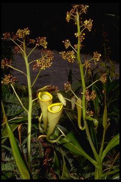 Image of Madagascar pitcher plant