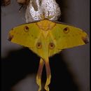 Image of comet moth