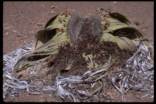 Image of Welwitschia mirabilis Hook. fil.