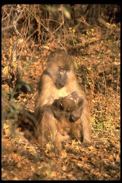 Image of Chacma Baboon