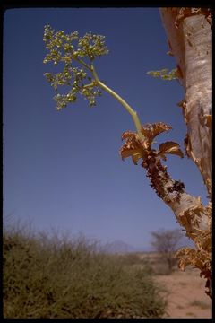 Image of Cyphostemma juttae (Dinter & Gilg) Descoings