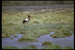 Image of Saddle-billed Stork