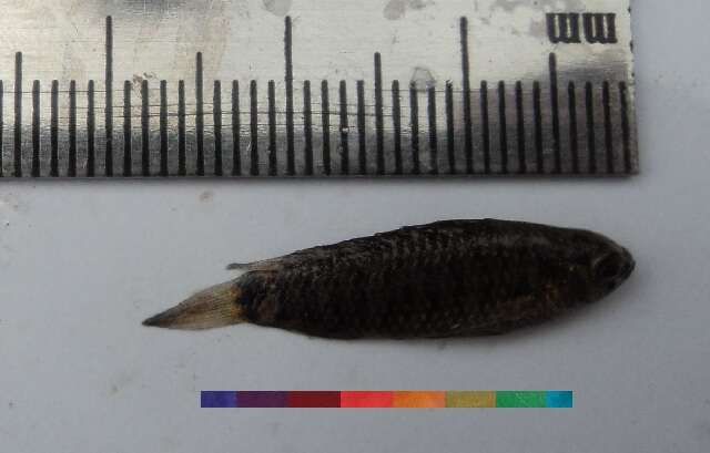 Image of Badidae