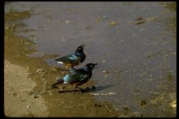 Image of Superb Starling