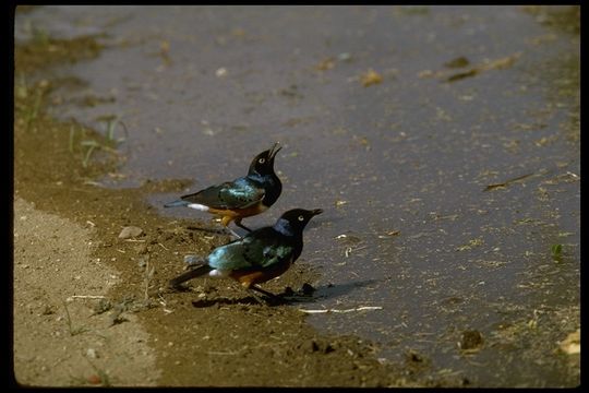 Image of Superb Starling