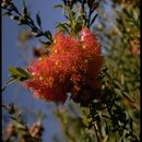 Image of <i>Melaleuca steedmanii</i>