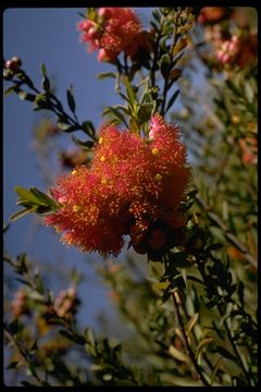 Image of <i>Melaleuca steedmanii</i>