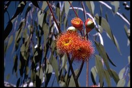 Imagem de Eucalyptus caesia Benth.