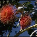 Image of pear-fruit mallee