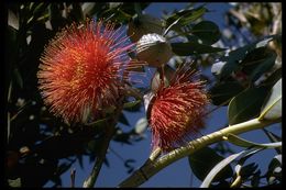 Image of pear-fruit mallee